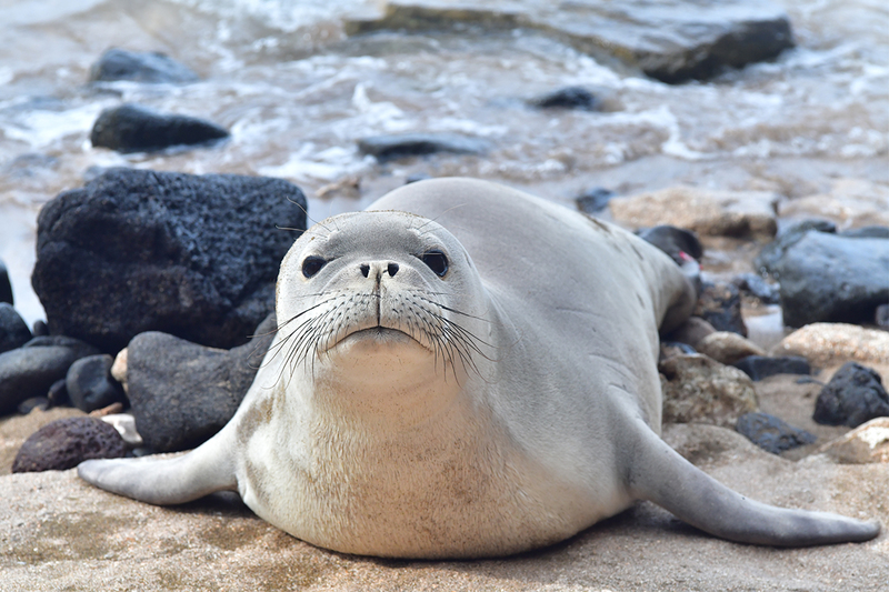 SEAL 1.jpg