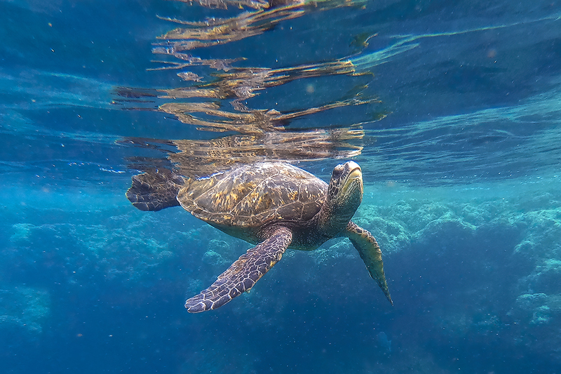 TURTLE.jpg :: DCIM\100GOPRO\GOPR0091.JPG