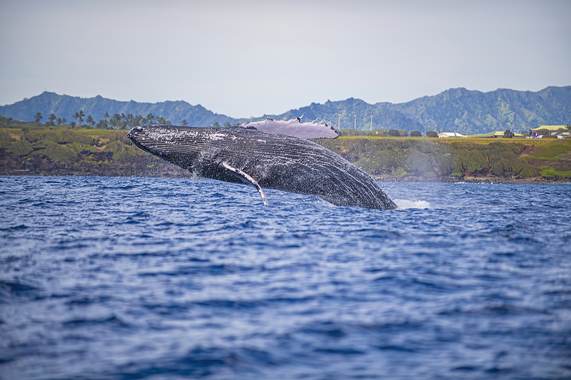 WHALE B2.jpg