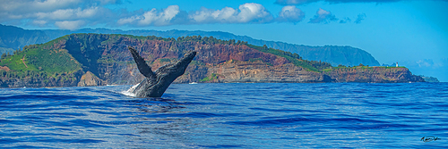 Kilauea Whale.jpg