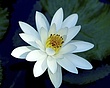 FL140 white lotus.jpg