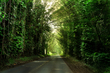 G0260 TUNNEL OF TREES.jpg