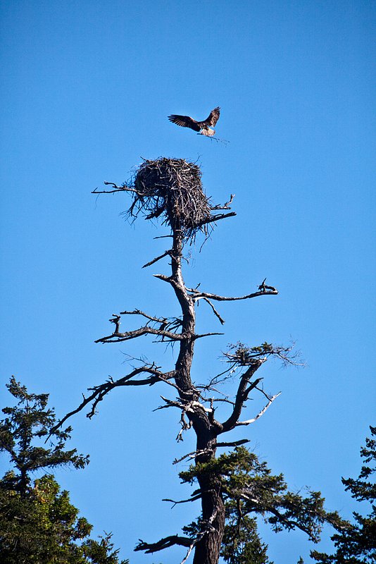 Eagle Nest.jpg