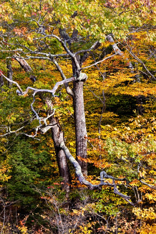 Grandfather Tree _0095.jpg
