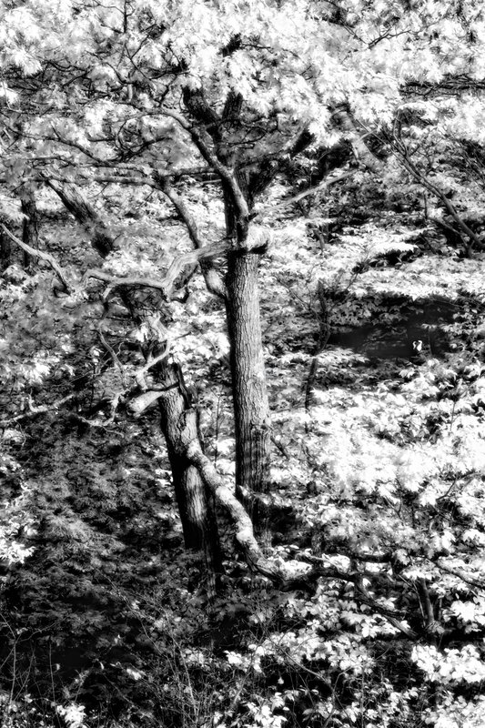 Grandfather Tree infrared.jpg