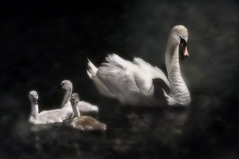 MothersWatchfulEye.jpg