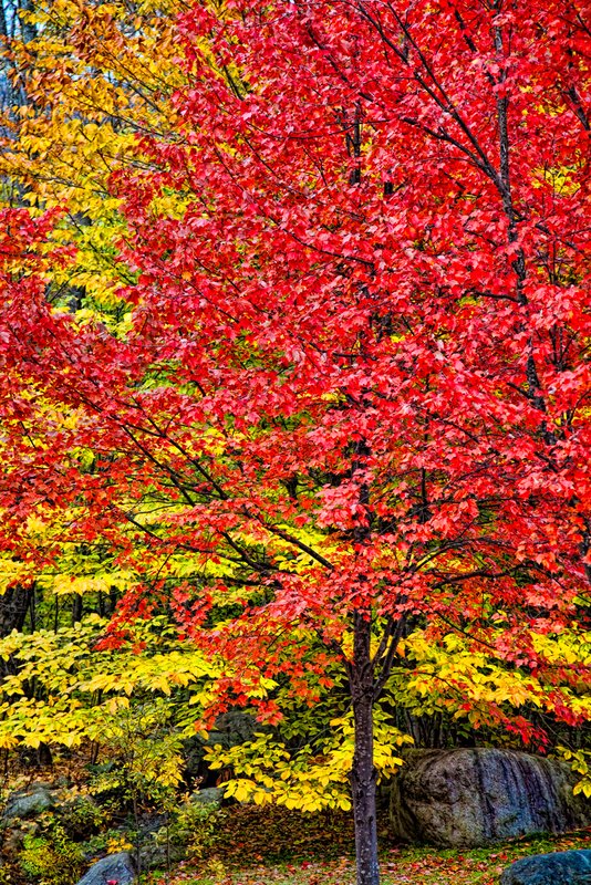 Peak Fall Colors.jpg