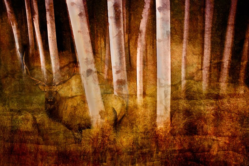 Solitude.jpg :: High resolution stucco texture.