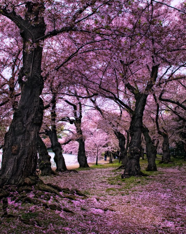Stroll the cherry blossoms.jpg