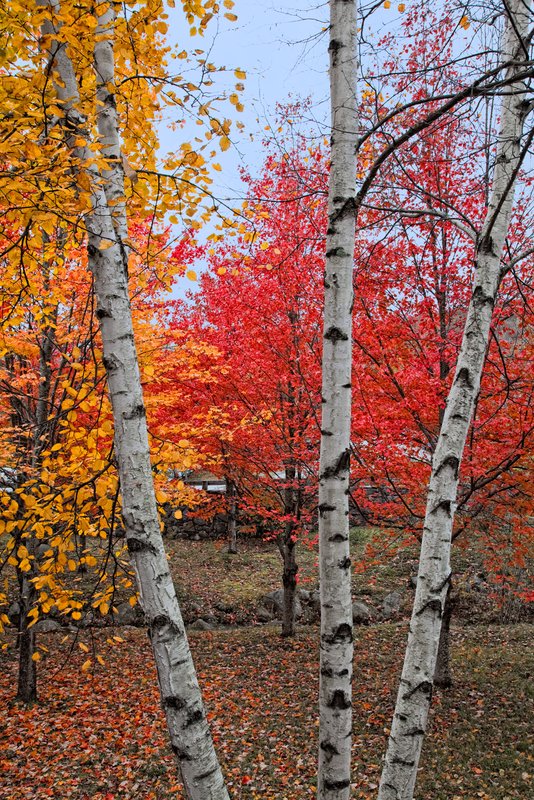 Three Birch_0436.jpg