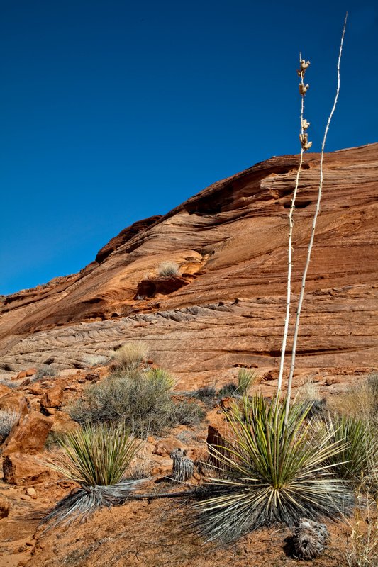 Yucca.jpg