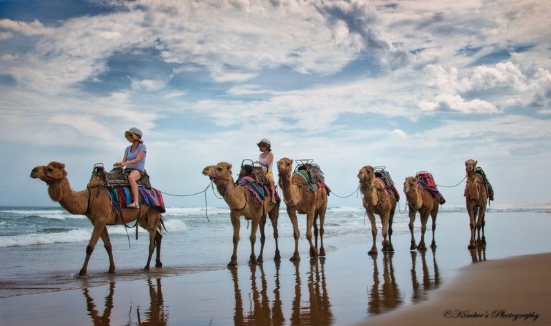 Camels on the Beach.jpg