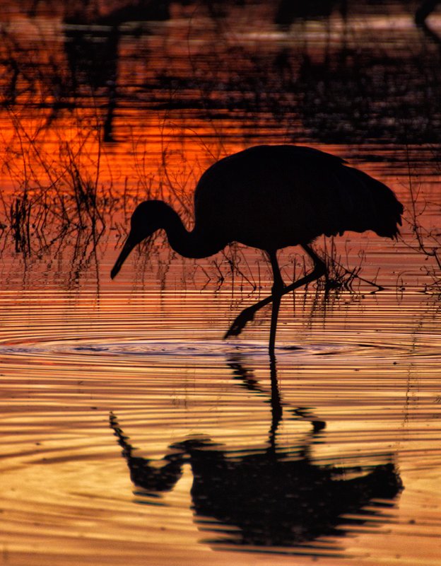 Fishing at Sunset.jpg