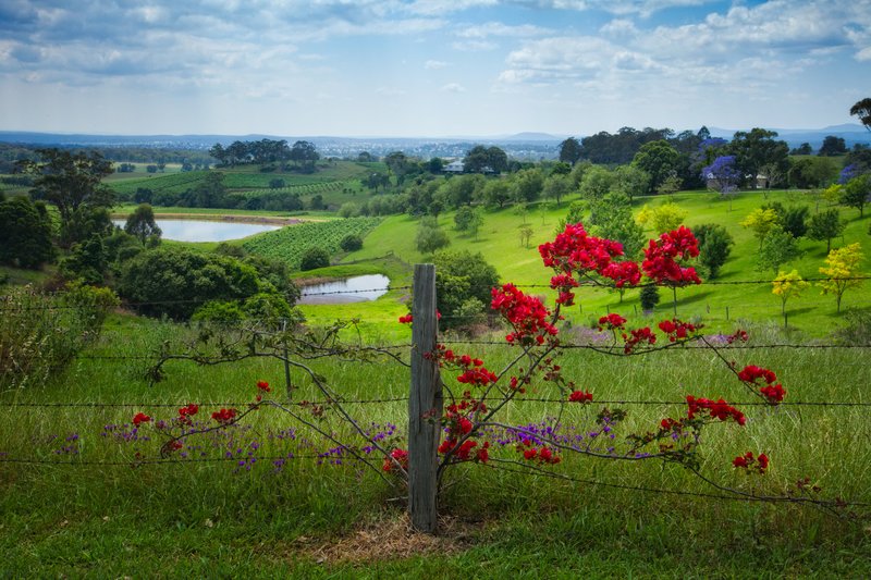 Hunter Valley Wine Country Australia.jpg