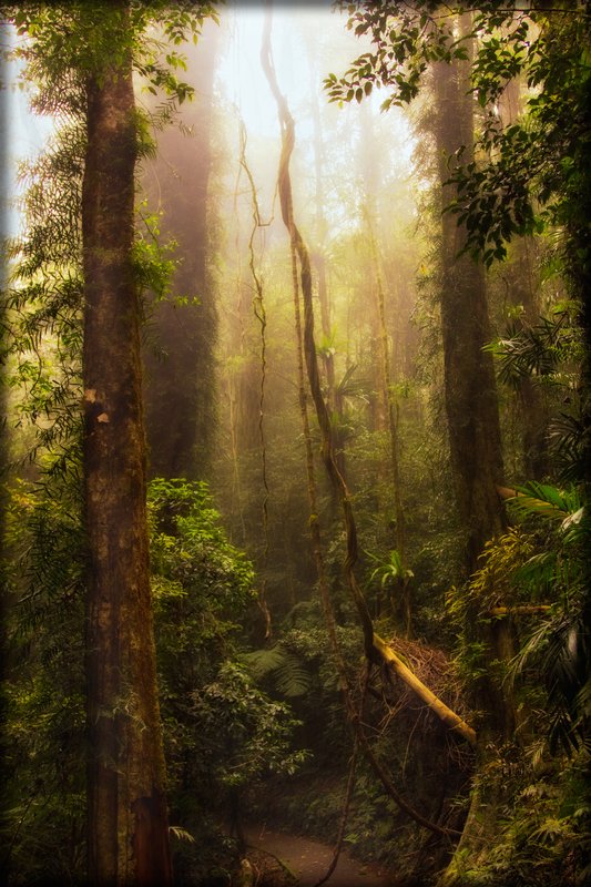 RainForest.jpg