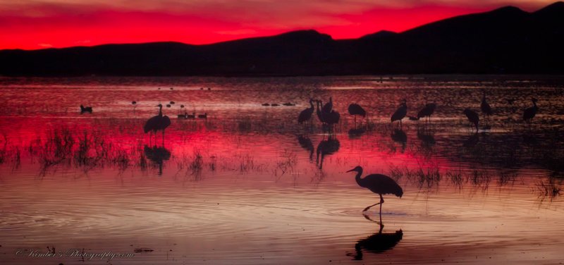 Silouettes at Sunset.jpg