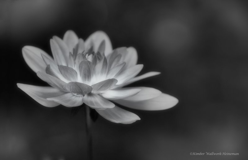 Soft Floralcopy31.jpg