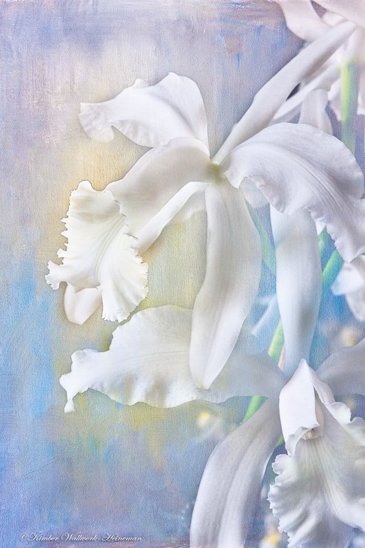 White Orchids2.jpg