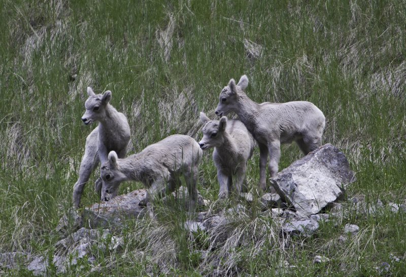 baby goats.jpg