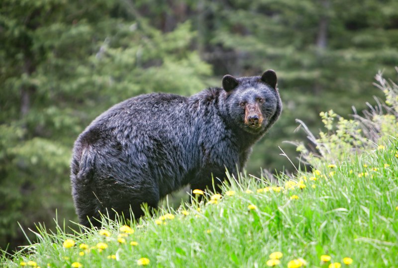 black bear1.jpg