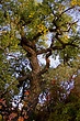 Fall tree.jpg