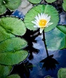 Waterlily.jpg