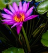 Waterlily3.jpg