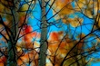 aspen abstract.jpg