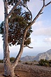 eucalyptus view.jpg