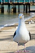 sea gull.jpg