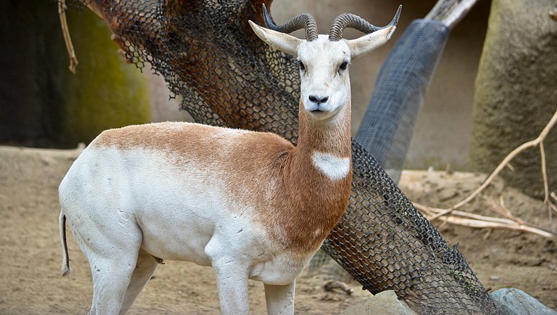 Adra-Gazelle-02.jpg