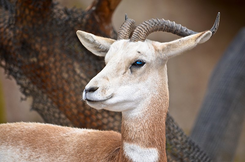 Adra-Gazelle.jpg