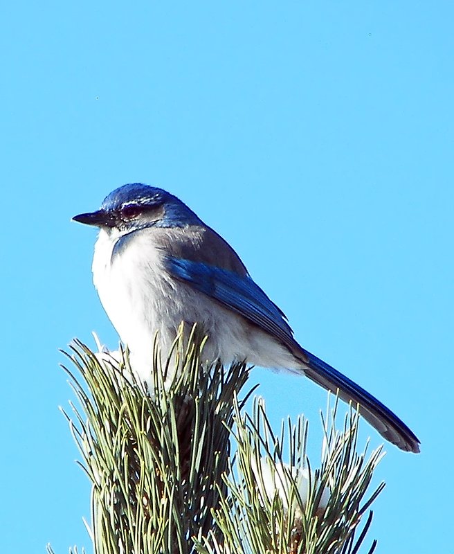 Bluebird 01 - Reno NV..jpg