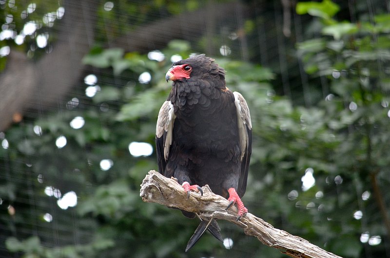 Califoria-Condor-02.jpg