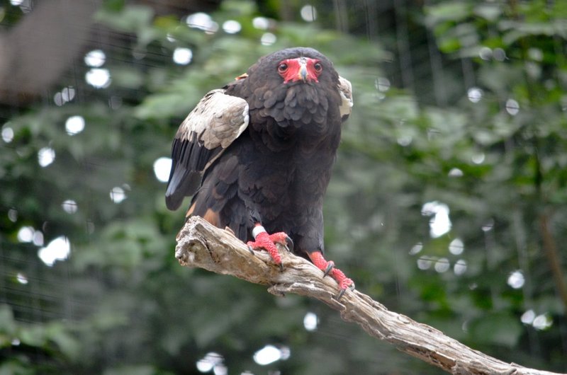 Califoria-Condor-preparing-for-take-off.jpg
