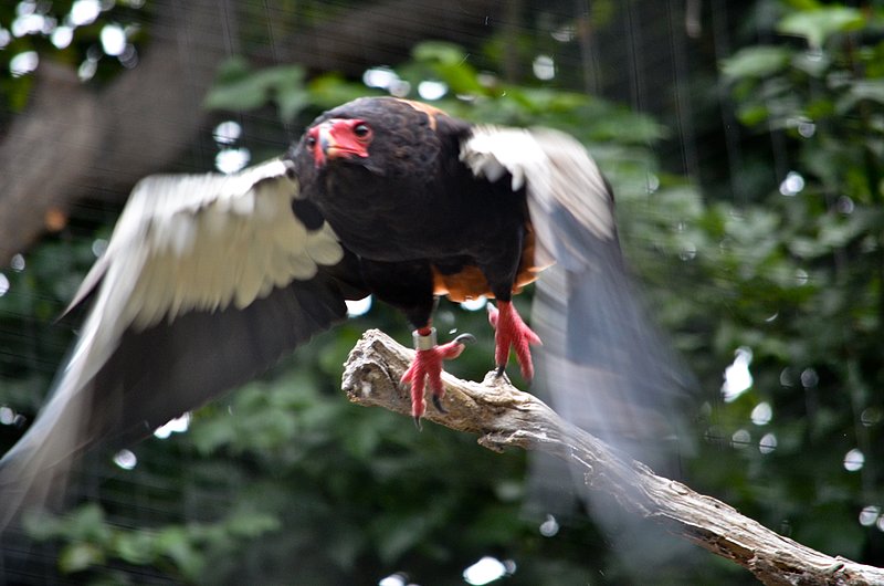California-Condor-take-off.jpg