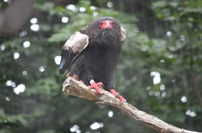 DSC_0176.jpg