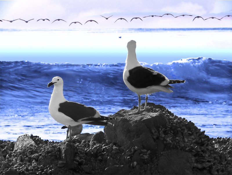 Dana Point Seagulls Final.jpg
