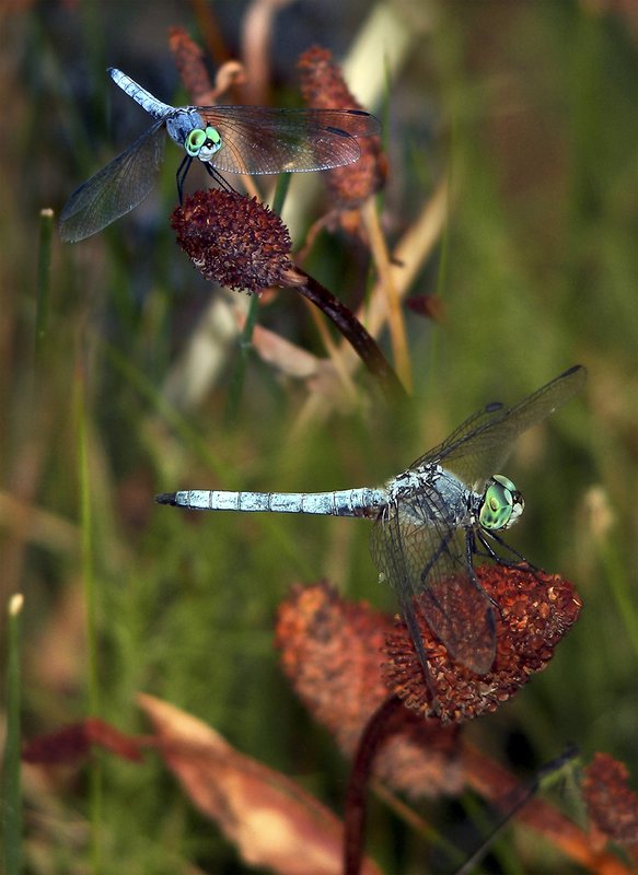 Dragonfly - Spring Mtn Ranch Springs Red Rock Las Vegas NV.jpg