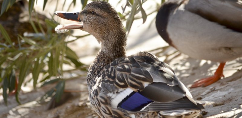 Duck-in-joy.jpg