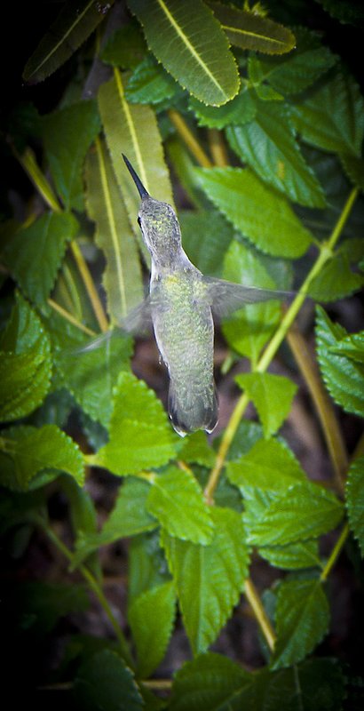 Flying Hummy Solo One enlarged.jpg
