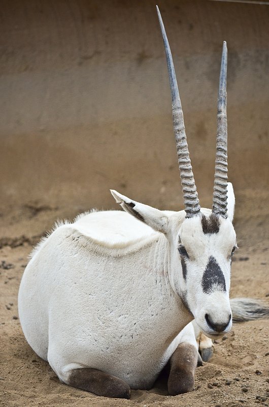 Gemsbok.jpg