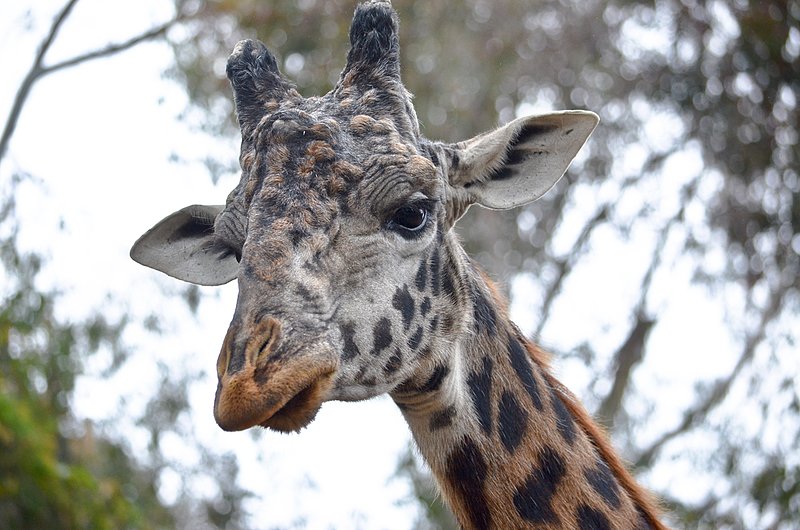 Giraffe.jpg