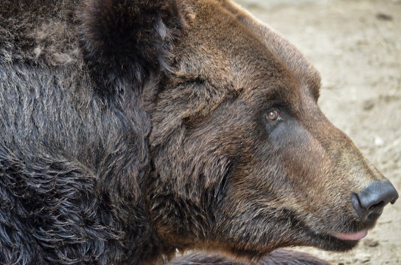 Grizzly-bear.jpg