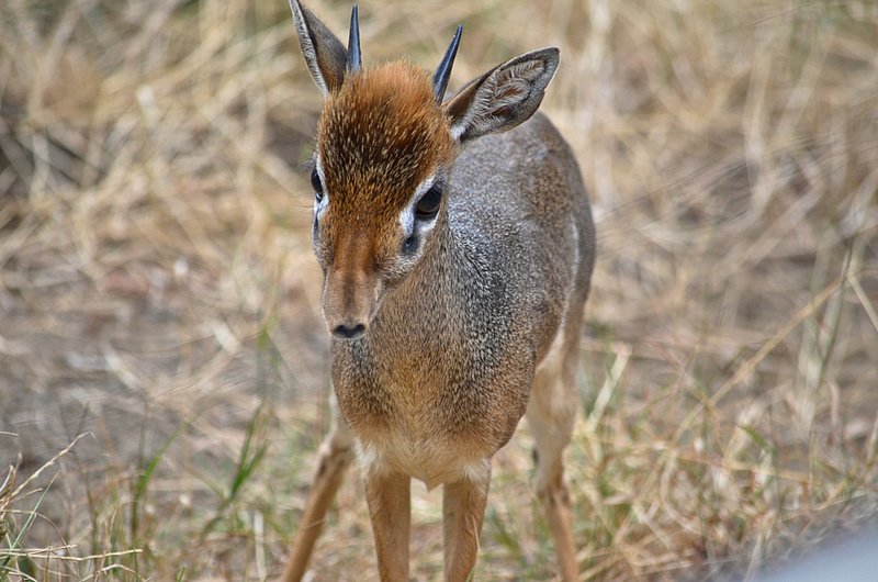 Klipspringer.jpg