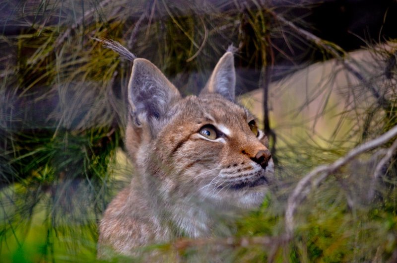Lynx.jpg