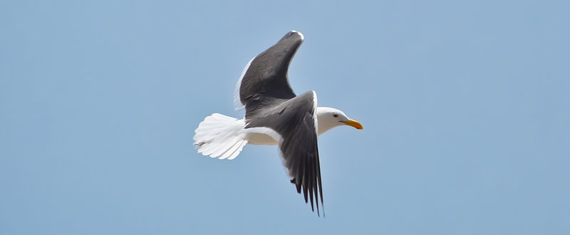 Malibu-Resident-Seagull.jpg
