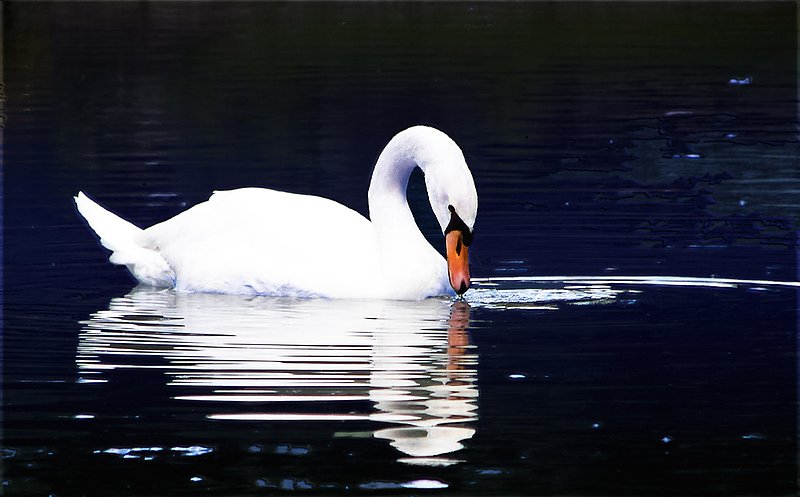 On A Swan Oh so Blue.jpg :: Two-shot layered composite.  Available in Canvas and Canvas texturing.  Hi-Res 240dpi; Swan lives in Sun Valley, Id.