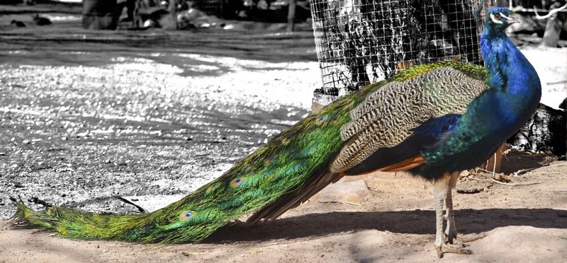 Peacock 01.jpg