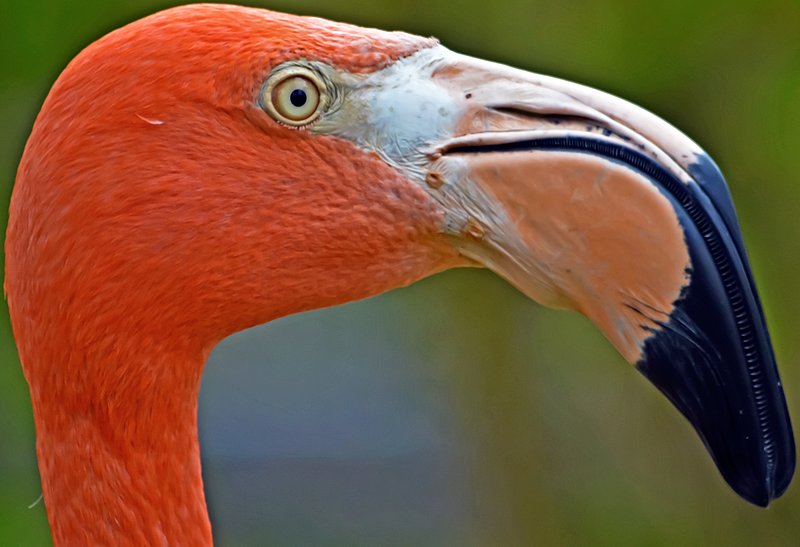 Pink-Flamingo.jpg